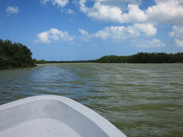  circuits mangroves